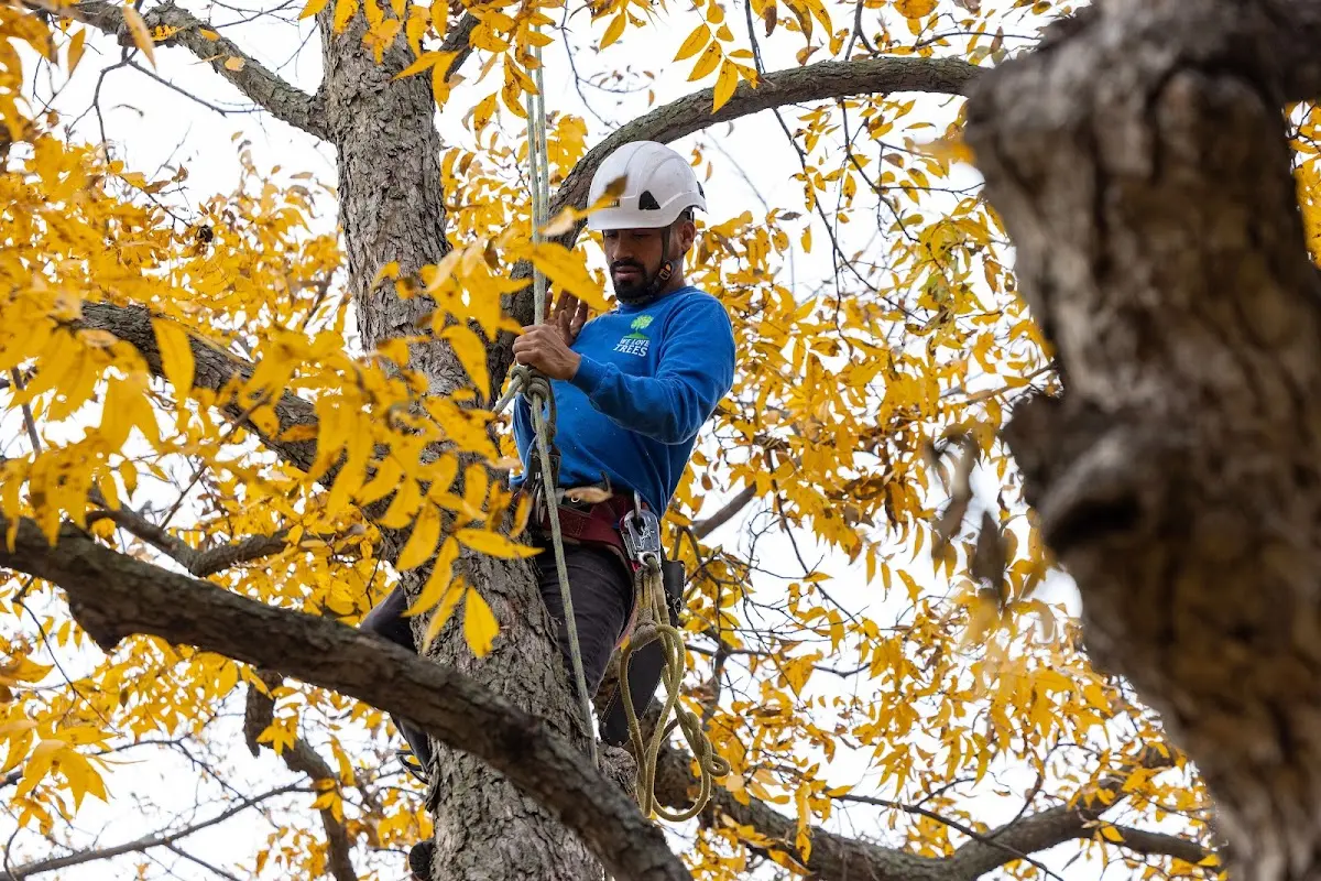 Skilled Storm Damage Cleanup crew working in Jonesville